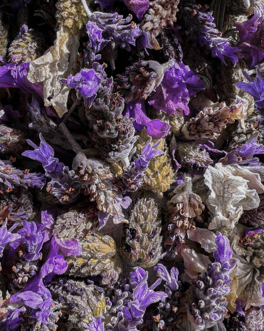 Close-up of dried lavender flowers with a focus on texture and color.
